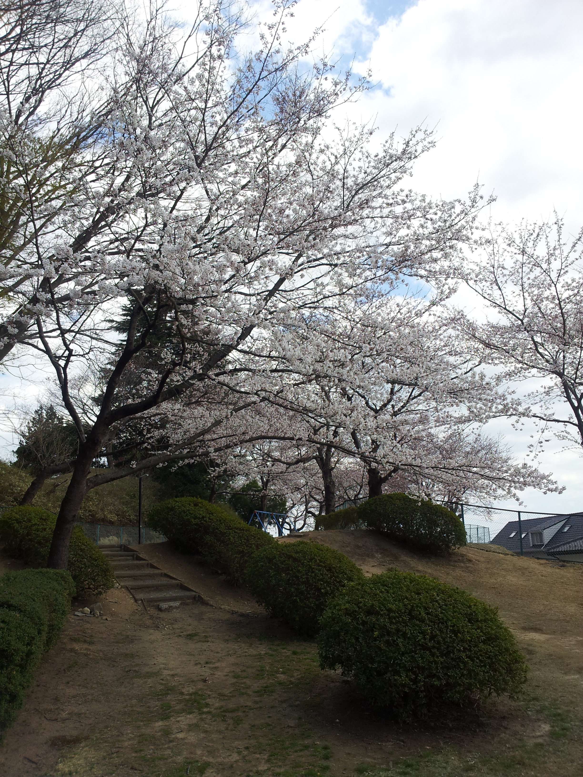岩沼市の桜
